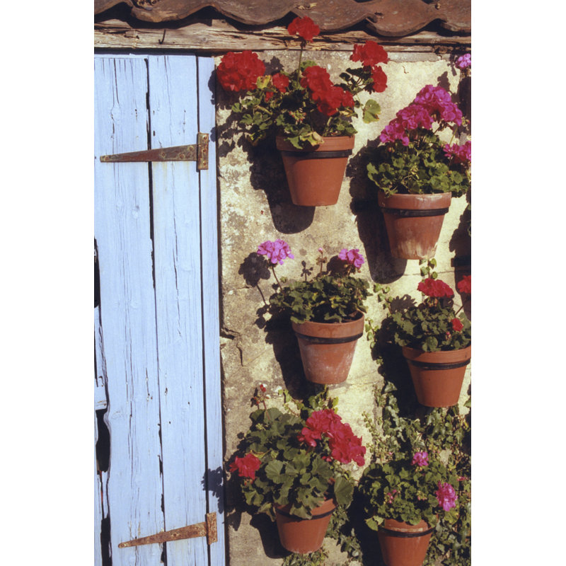 Geranium Wall by Meg McComb - Wrapped Canvas Art Prints, 46cm H x 30cm W