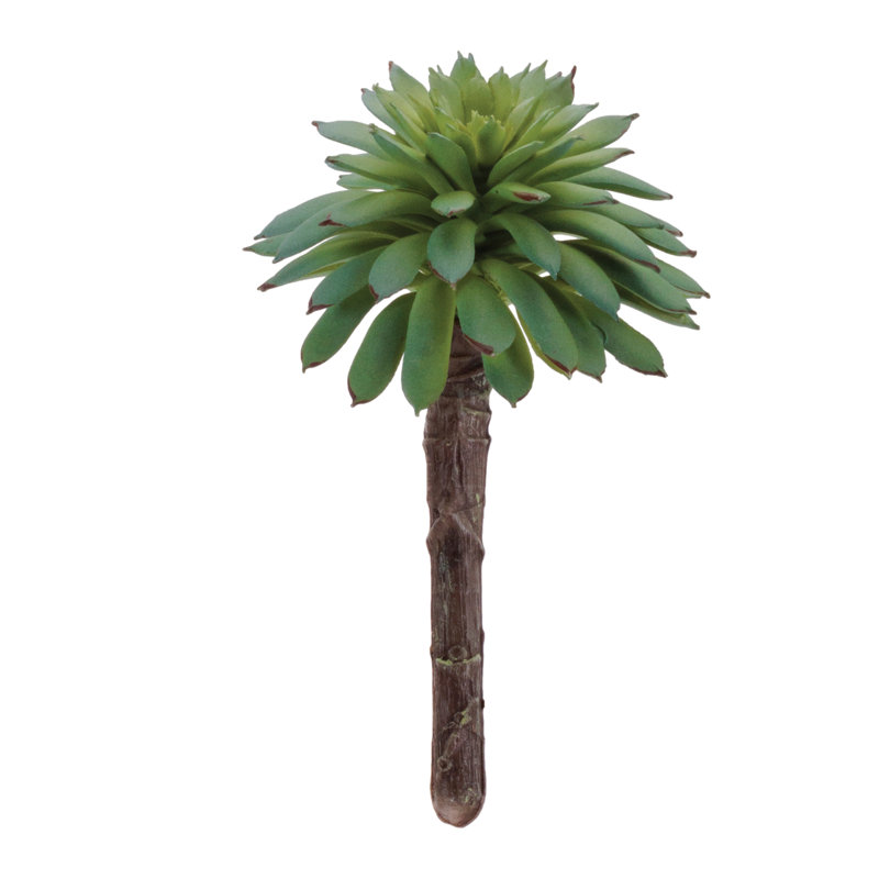 Plante grasse