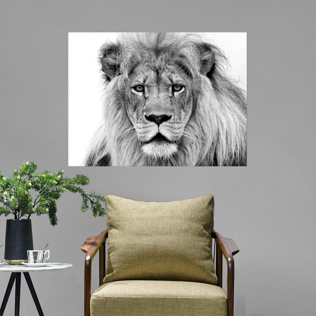 Poster Male Lion von William Franklin