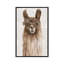 «Suri Alpaca I» par Eva Watts - reproduction d'art-55956124-55956125-55956129