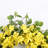 20" Spring Summer Eucalyptus Forsythia Front Door Wreath