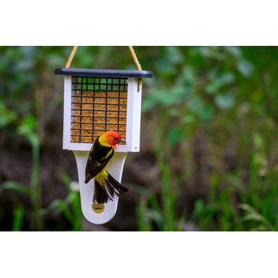 Mangeoire à oiseaux suspendue moderne Birds Choice