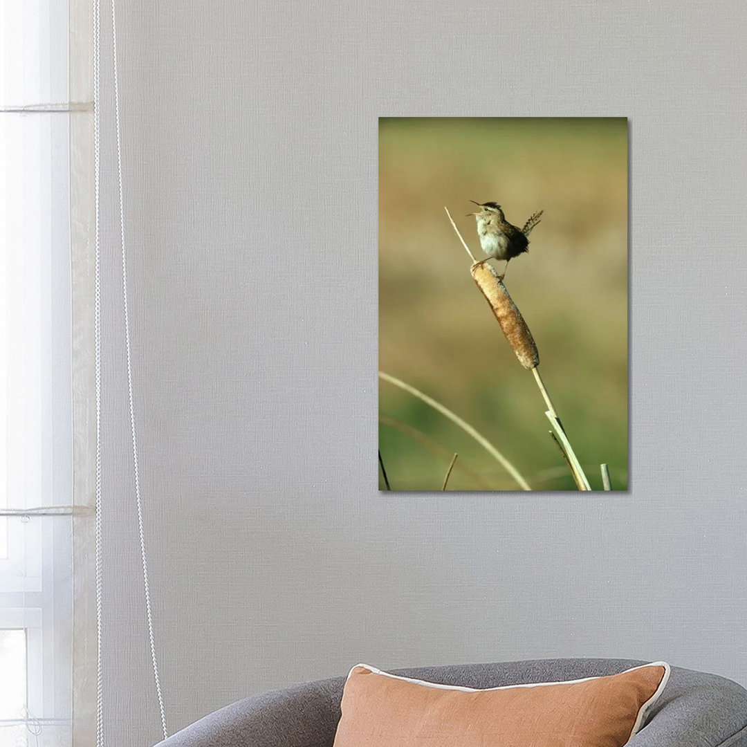 Marsh Wrening Singing While Perching On A Common Cattail, Alberta, Canada von Tim Fitzharris - Gallery-Wrapped Canvas Gi...