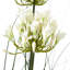 Andaiye 120cm Plant in Pot-1704721039
