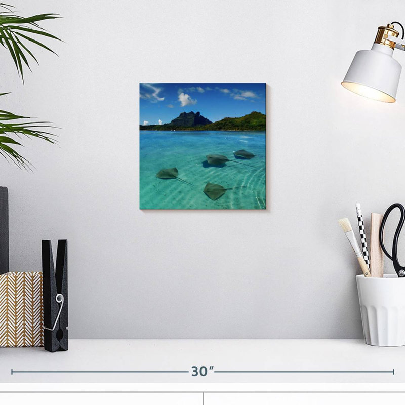 Brampt Bora Bora Stingrays, 10" H x 10" W
