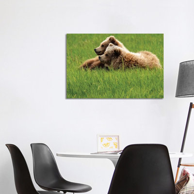 Two Grizzly Bears on Grass, Alaska, Usa 1 Piece Wrapped Canvas Wall Art