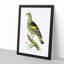 Olive-Green Pigeon by George Shaw - Picture Frame Painting Print-55616411-55616410