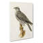 Gyrfalcon by Von Wright - Wrapped Canvas-55311955