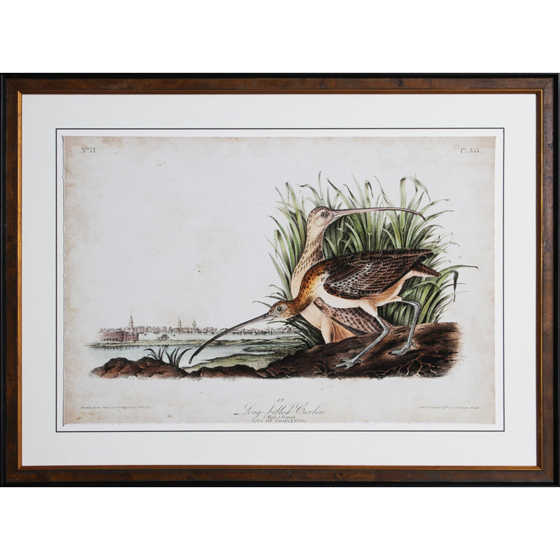 " Curlew " by Audubon
