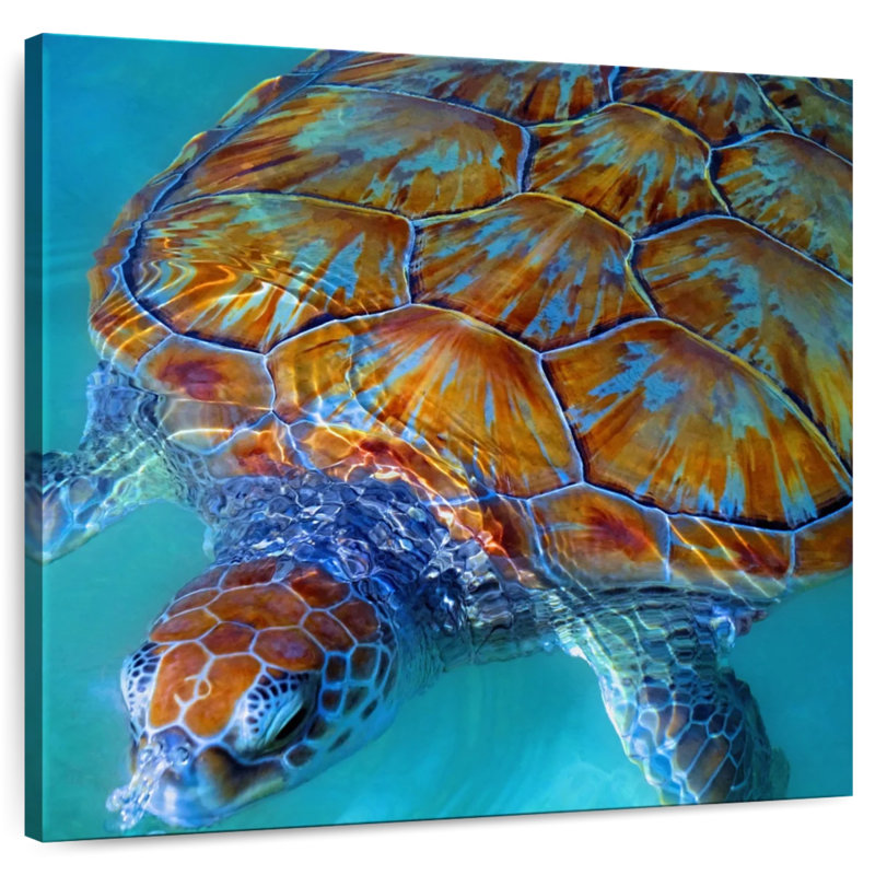 Tortue de mer Brampt Cayman, H 33 po x l 33 po