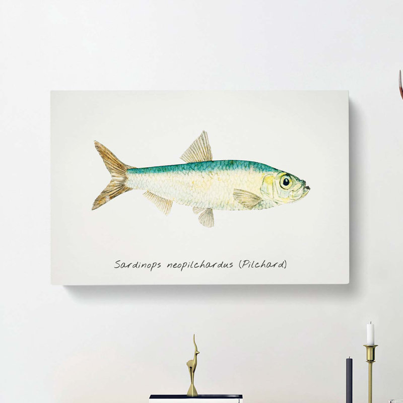 Illustration of a Pilchard by F.E. Clarke - Wrapped Canvas, 40cm H x 60cm W x 3cm D