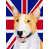 Bull terrier (beige et blanc) sélectionné
