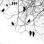 «Birds II» par GraphINC - impression d'art graphique-21470674-74634082-74634135
