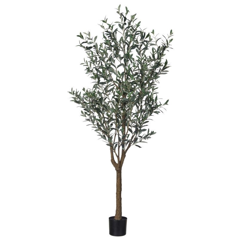Olive toscane 7 'UV en pot 7'