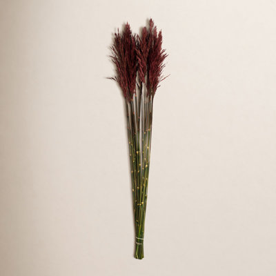 Zellmer Preserved Reed Stems