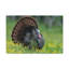 No Frame Print on Canvas-1261388951