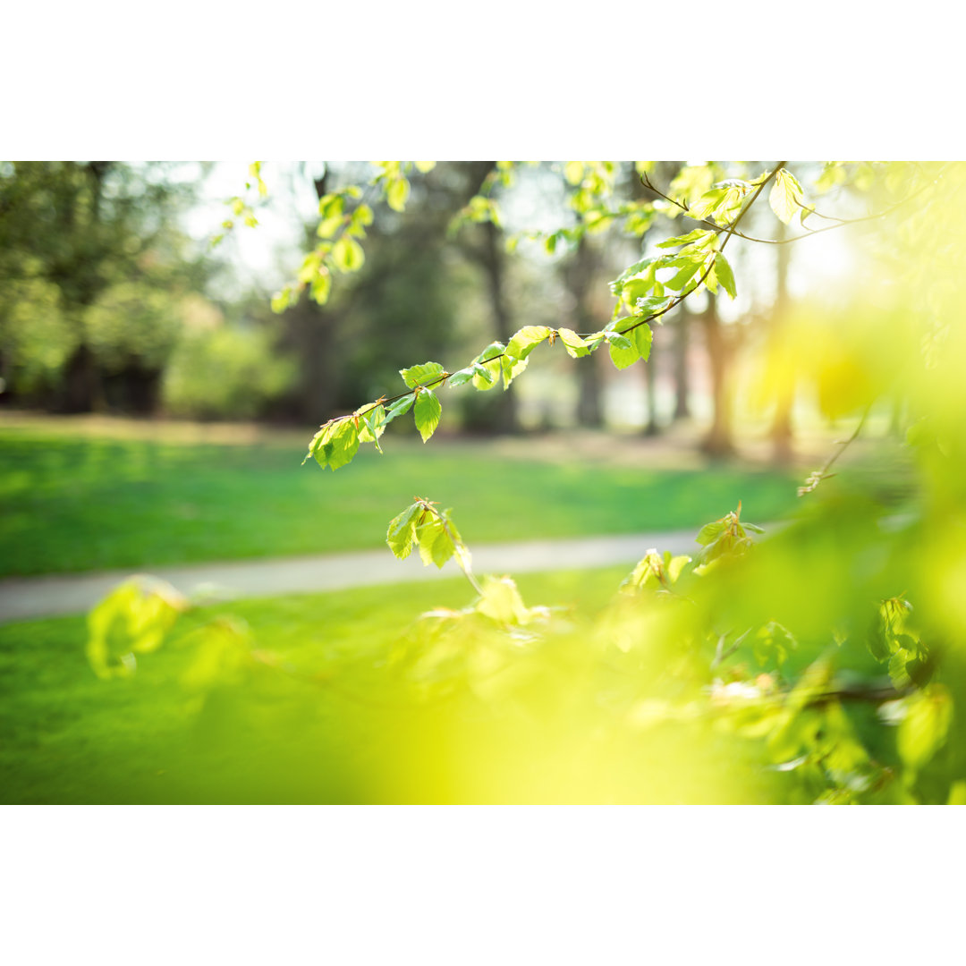 Frühling Blätter im Park von Borchee - Ohne Rahmen auf Leinwand