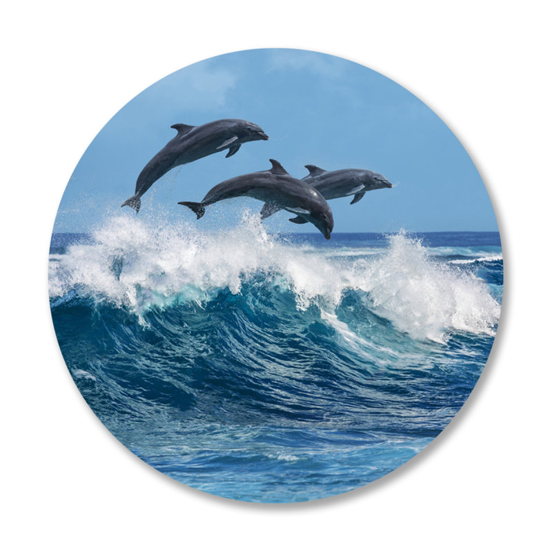 Dolphin Play - photographie non encadrée, Plastique / acrylique, H 24 po x l 24 po x 1,5 po