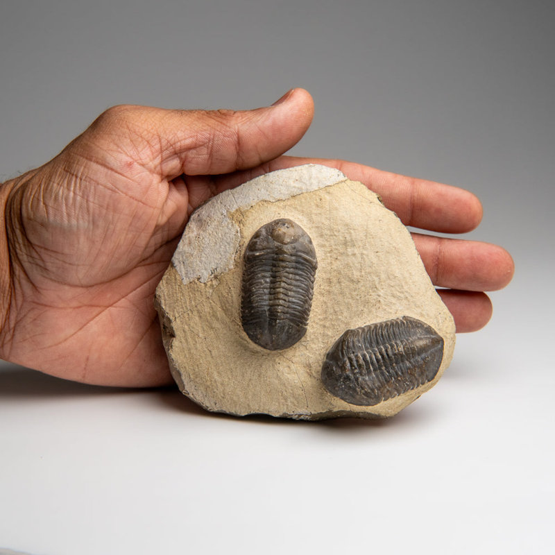 Two Asaphus Lepidurus Trilobites In Matrix From Morocco (389 Grams)