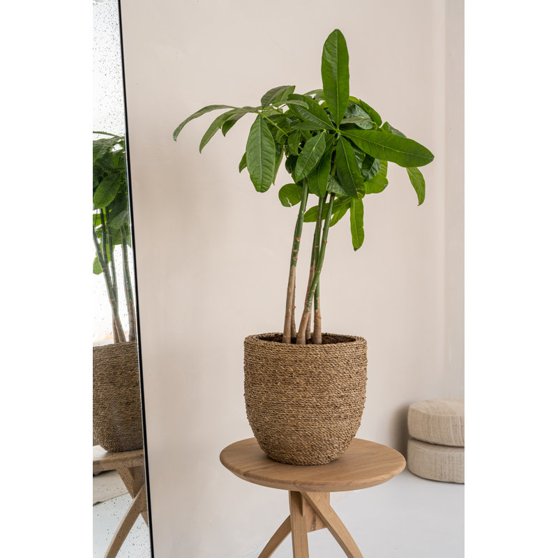 Ardell Handmade Planter, 8" H x 9" W x 9" D