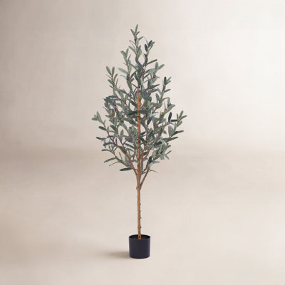 Adcock Olive Tree in Pot
