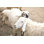 " Sheep "