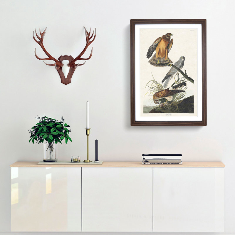 Marsh Hawks by John Audubon - Framed Print, 48cm H x 36cm W x 2cm D, Walnut Framed