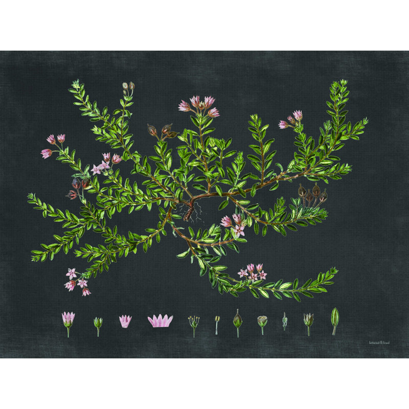 " Alpine Azalea ", 36" H x 48" W