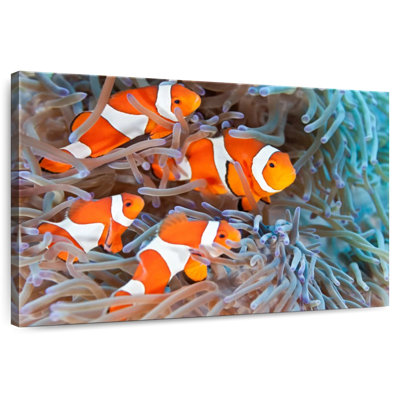 Corbeau poisson clown