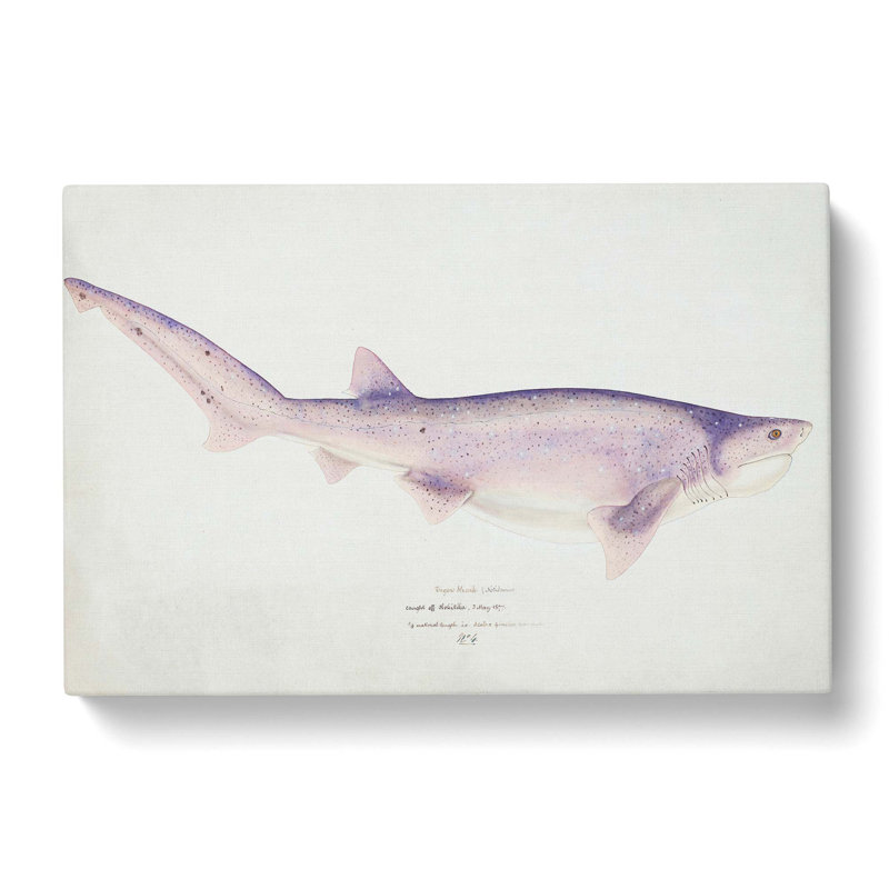 Illustration Of A Tiger Shark by F.E. Clarke - Wrapped Canvas Painting, 50cm H x 76cm W x 3cm D