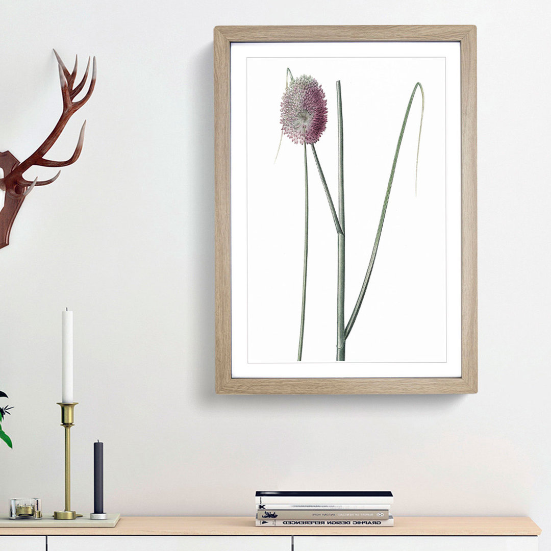 Leek Flower by Pierre-Joseph Redoute - Picture Frame Painting Print