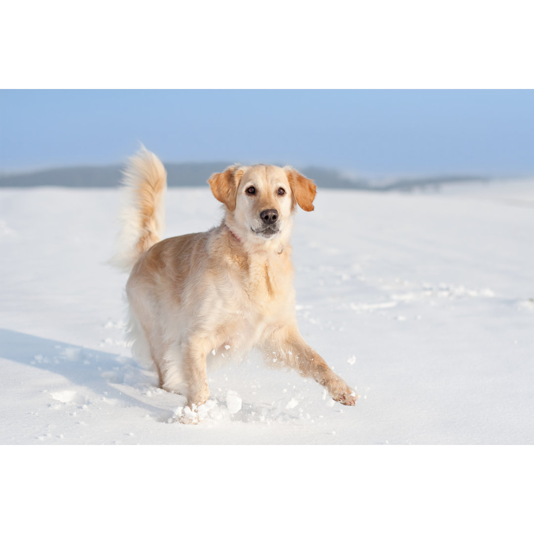 Verspielter Golden Retriever im Schnee