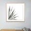 Agave II Print by Jess Engle-48615489-48615491