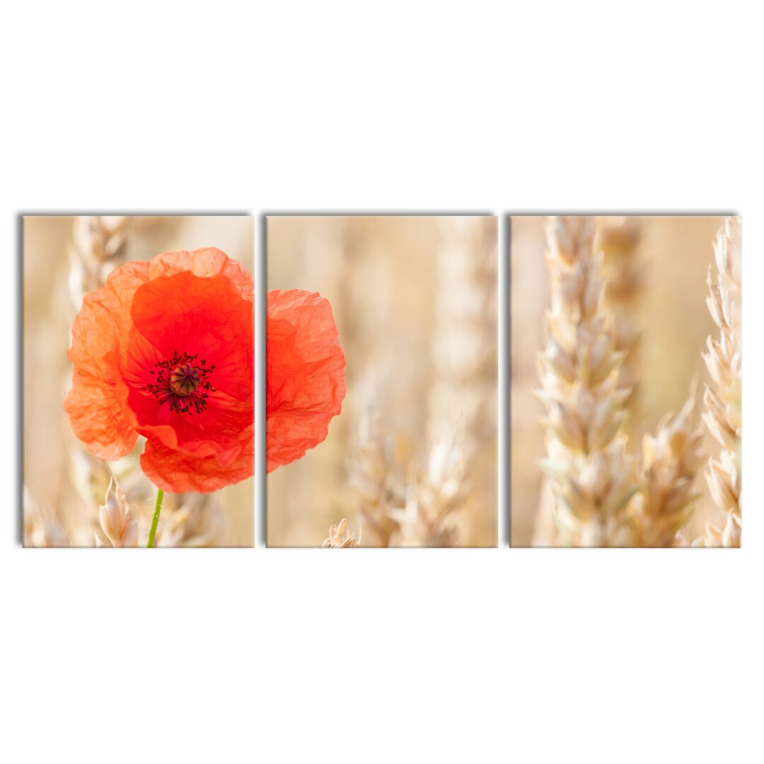 3-tlg. Leinwandbilder-Set Poppy in a Corn Field