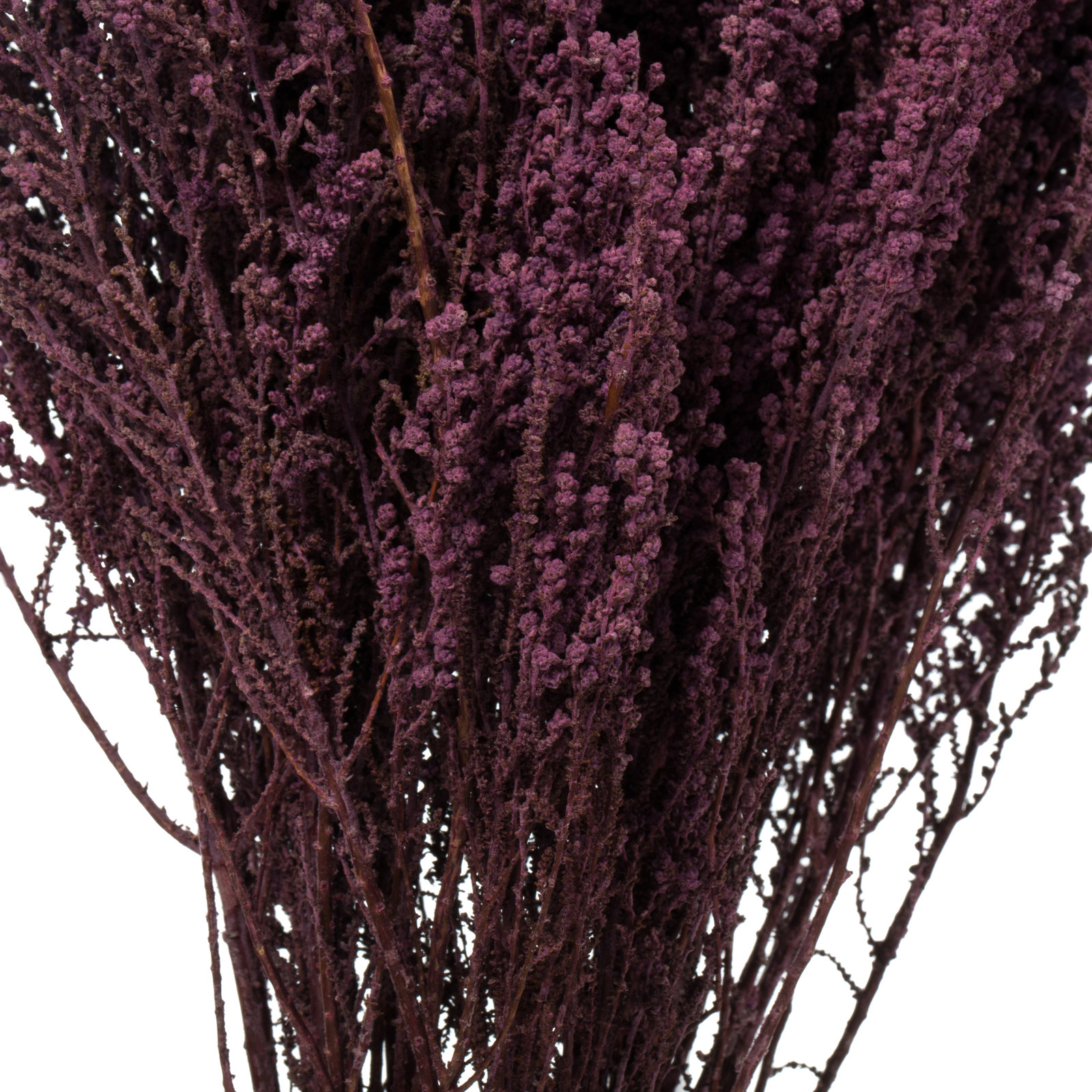 All Natural Stoebe Bundle, Preserved 14"-18" Stoebe Bundle, Preserved, Violet