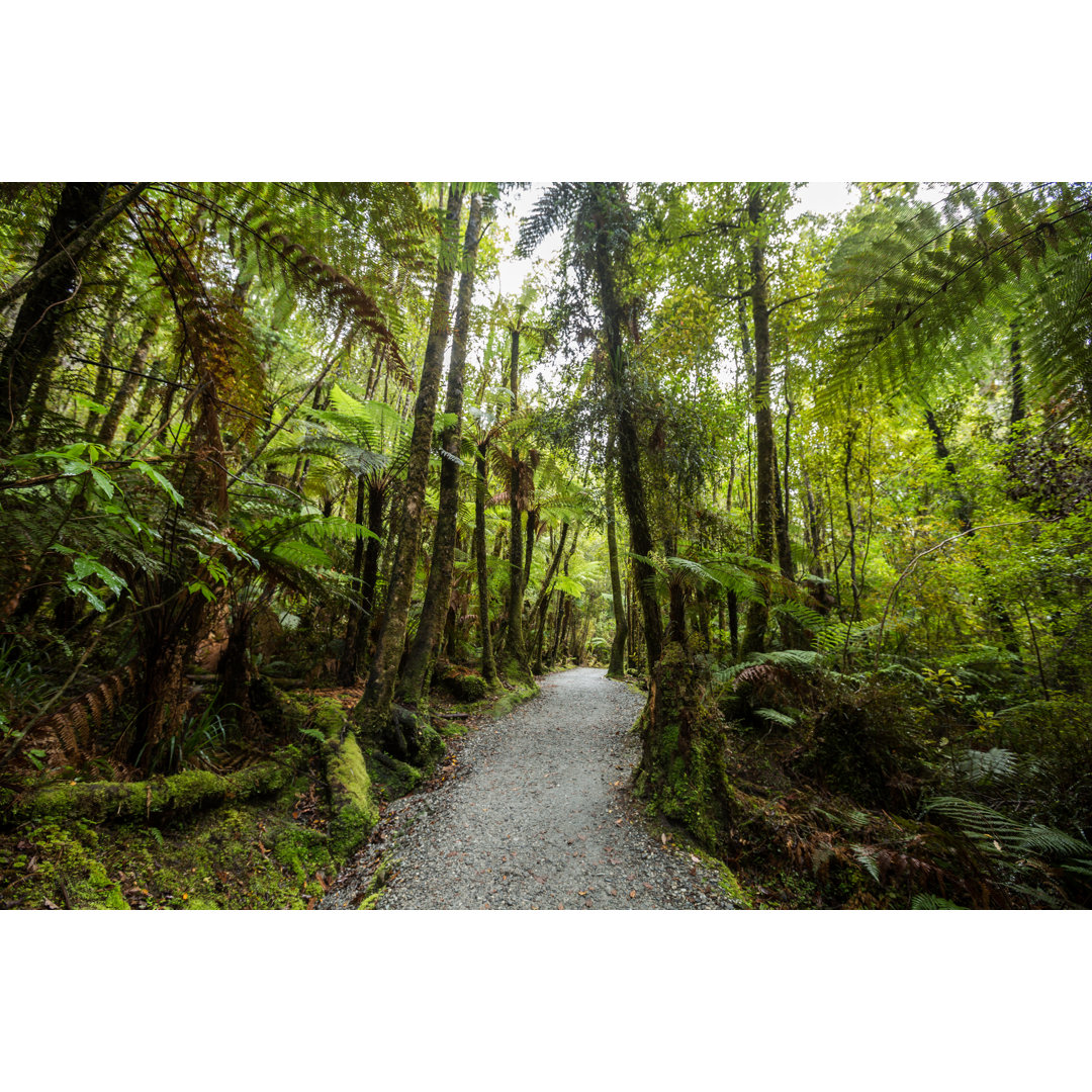 Leinwandbild Native Bush aus Neuseeland