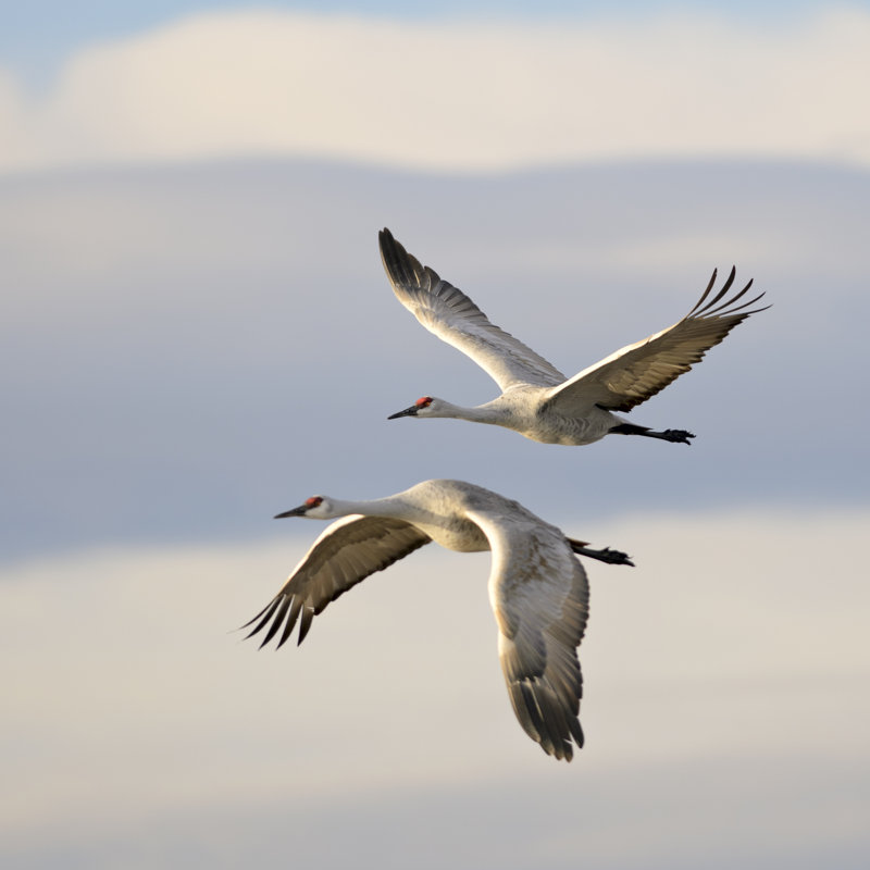 Pair of sandhill cranes, 76cm H x 76cm W