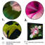 Blooming - Hibiscus rose et blanc III - impression-87380860-87380856