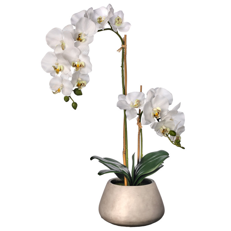 Centre de table orchidée phalaopsis en pot