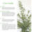 Flowering American Plant Exchange Arbequina Olive Tree, 6-Inch Pot, Live Fruiting Plant, Self-Pollinating Houseplant