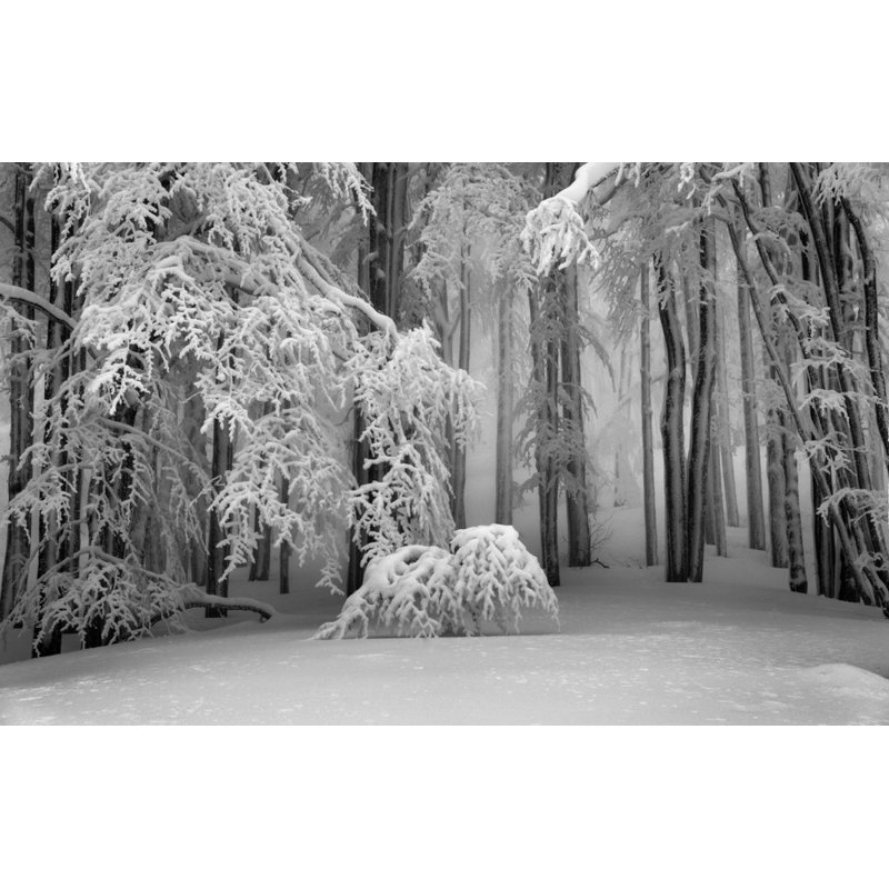 Wrapped Canvas Print, 50.8 cm H x 76.2 cm W