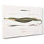 Pipefish Illustrations by John Edward Gray - Wrapped Canvas-55325606