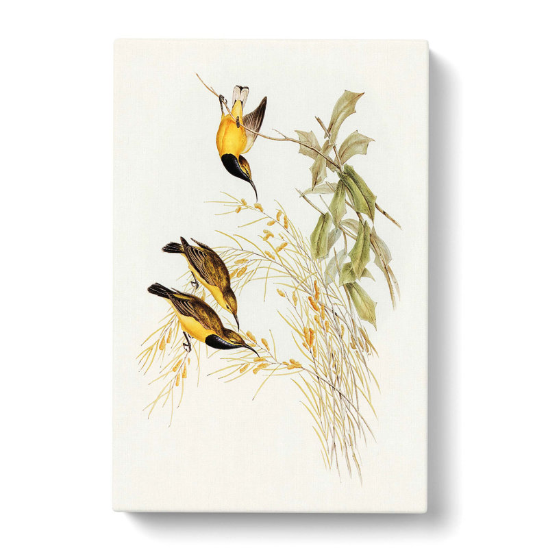 Australian Sunbirds by Elizabeth Gould - Wrapped Canvas Painting Pint - Wrapped Canvas, 50cm H x 35cm W x 3cm D