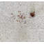 Arabescato Marble Penny Round Mosaic Wall Tile