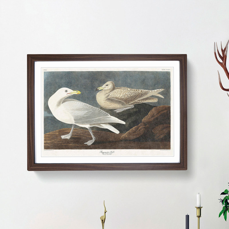 Burgomaster Gulls by John James Audubon - Picture Frame Art Print, 48cm H x 65cm W x 2cm D, Walnut Framed