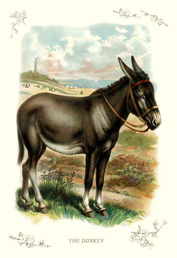 « the donkey », impression, H 36 po x l 24 po