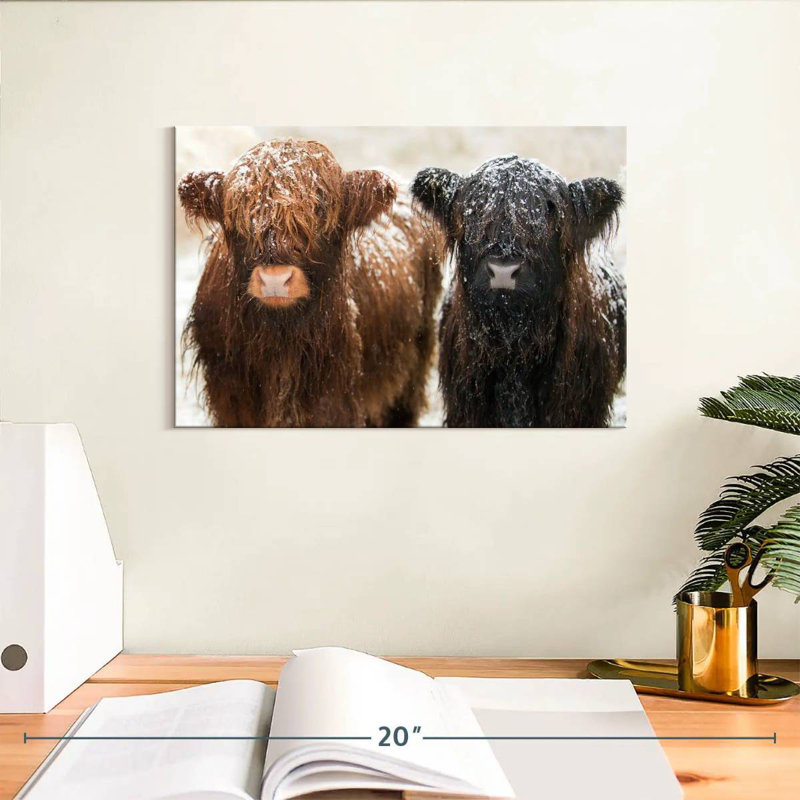 Brampt Hairy Highland Cows, 8" H x 12" W