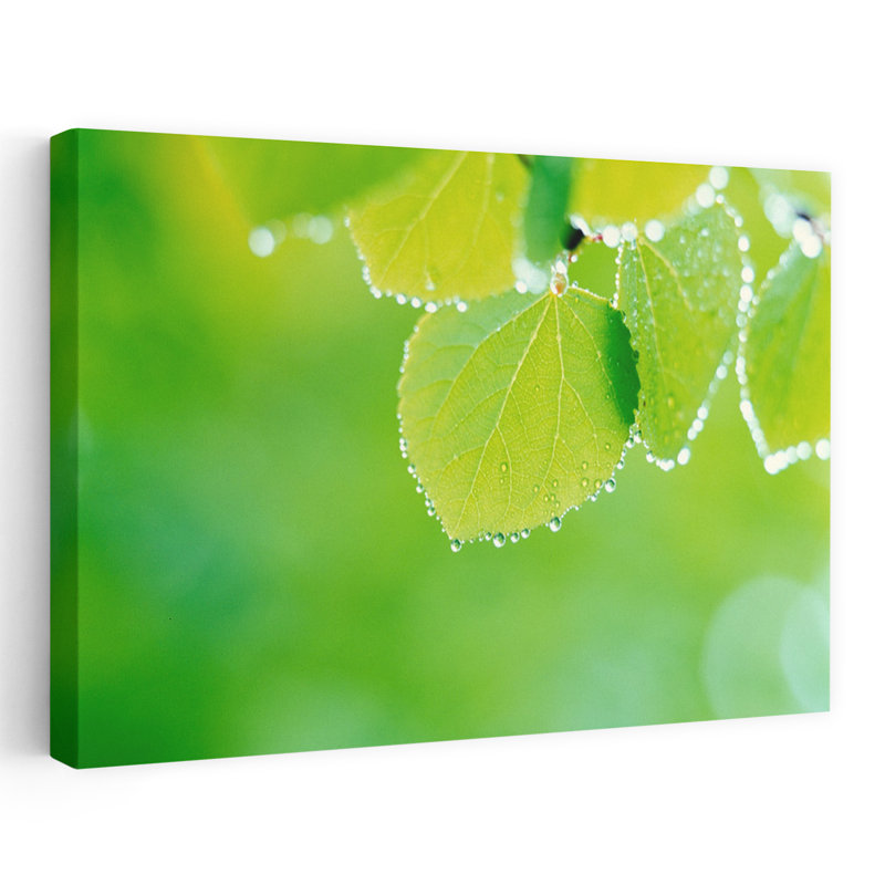 Gros plan sur des feuilles vertes suspendues à un arbre, H 40 po x l 60 po