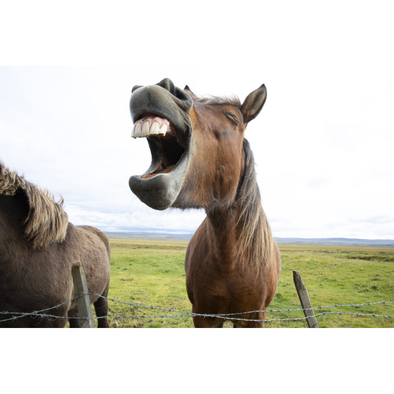 Horse Laughter - Wrapped Canvas Print, 30cm H x 46cm W x 3.8cm D