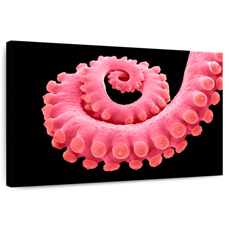 Tentacule de pieuvre rose Brampt, H 20 po x l 30 po